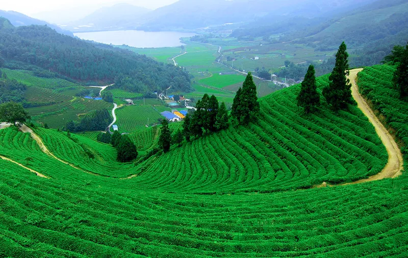 Tận hưởng cảm giác sảng khoái trên đồi chè vào buổi sáng. Tận hưởng cảm giác sảng khoái trên đồi chè vào buổi sáng.