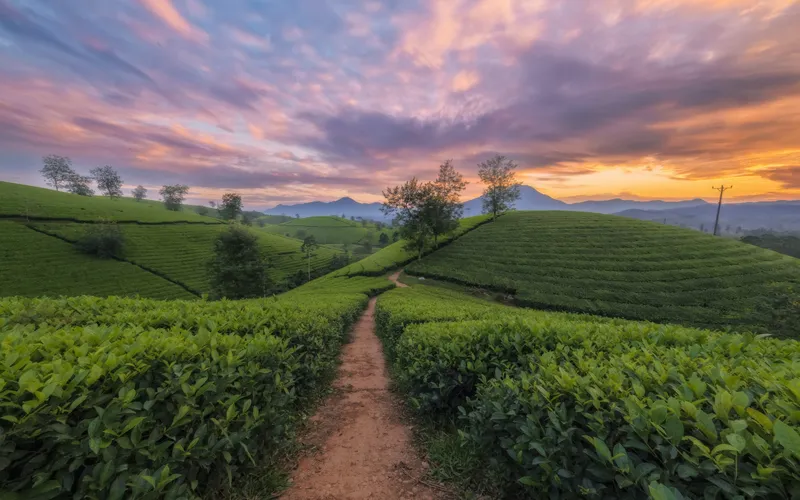 Đồi chè phủ sương, nơi níu chân du khách mỗi sớm mai. Đồi chè phủ sương, nơi níu chân du khách mỗi sớm mai.