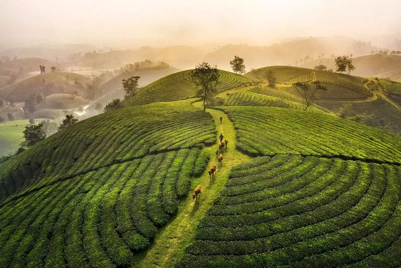 Phong cảnh đồi chè sáng sớm như bức tranh thiên nhiên sống động. Phong cảnh đồi chè sáng sớm như bức tranh thiên nhiên sống động.