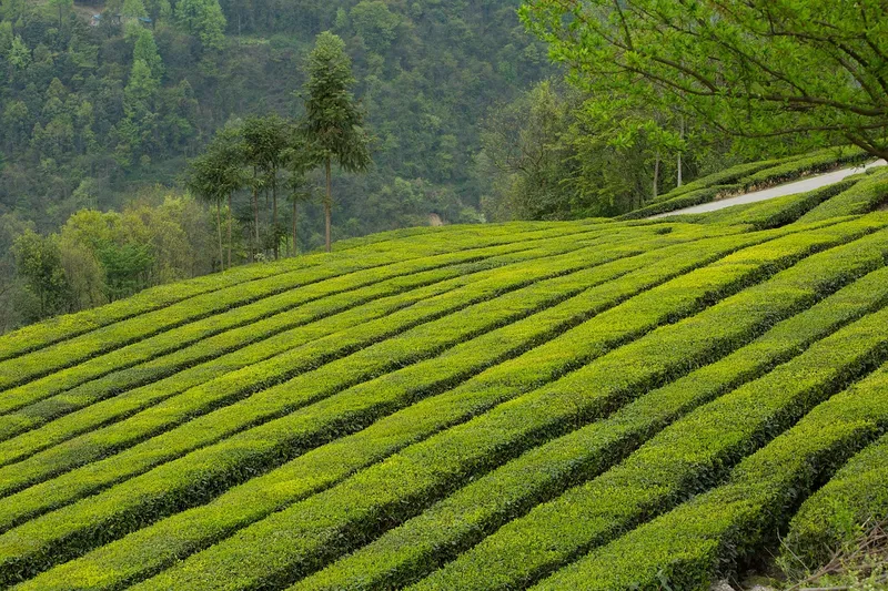 Đồi chè xanh mướt, điểm nhấn hoàn hảo trong buổi sáng yên bình. Đồi chè xanh mướt, điểm nhấn hoàn hảo trong buổi sáng yên bình.