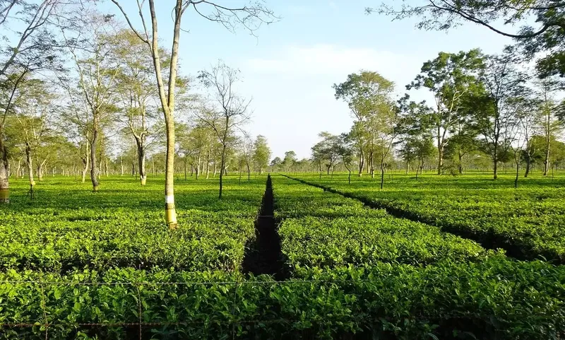 Phong cảnh đồi chè buổi sáng mang lại cảm giác thư thái. Phong cảnh đồi chè buổi sáng mang lại cảm giác thư thái.