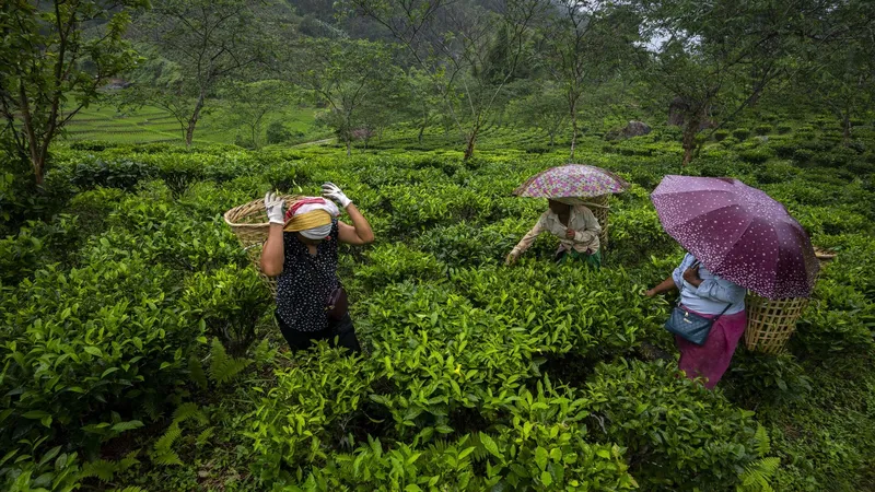 Đồi chè sáng sớm, nơi vẻ đẹp thiên nhiên tỏa sáng rực rỡ. Đồi chè sáng sớm, nơi vẻ đẹp thiên nhiên tỏa sáng rực rỡ.