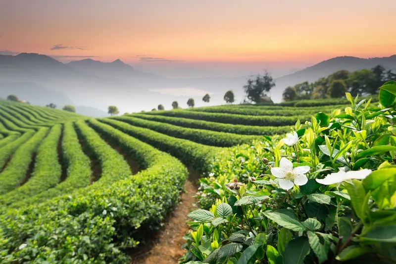 Phong cảnh đồi chè sáng sớm là món quà tuyệt vời từ thiên nhiên. Phong cảnh đồi chè sáng sớm là món quà tuyệt vời từ thiên nhiên.