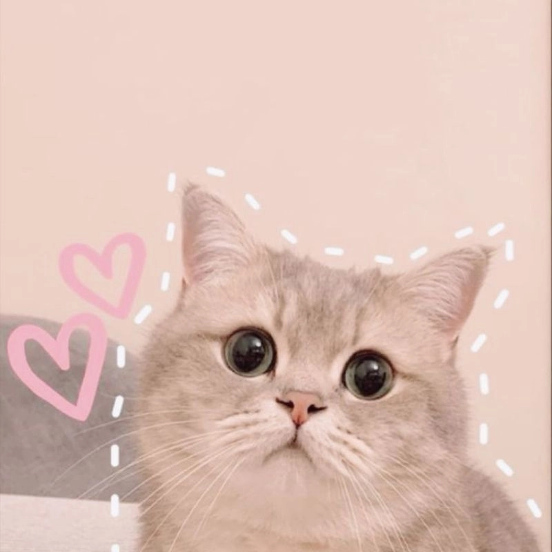 Bộ sưu tập hài hước mèo béo chibi siêu ngộ nghĩnh