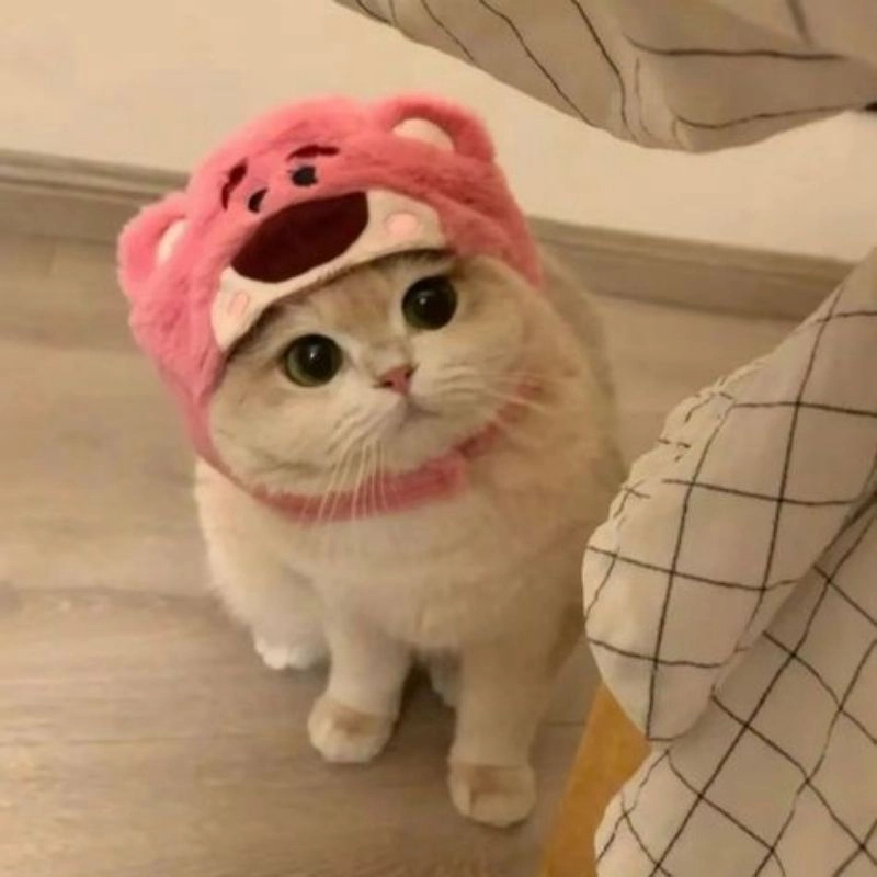 Cập nhật ngay ảnh mèo con chibi cute siêu đáng yêu