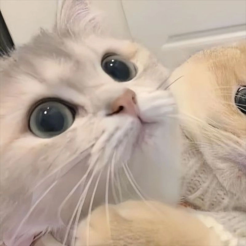 Tải về ngay bộ ảnh chibi cute mèo dễ thương