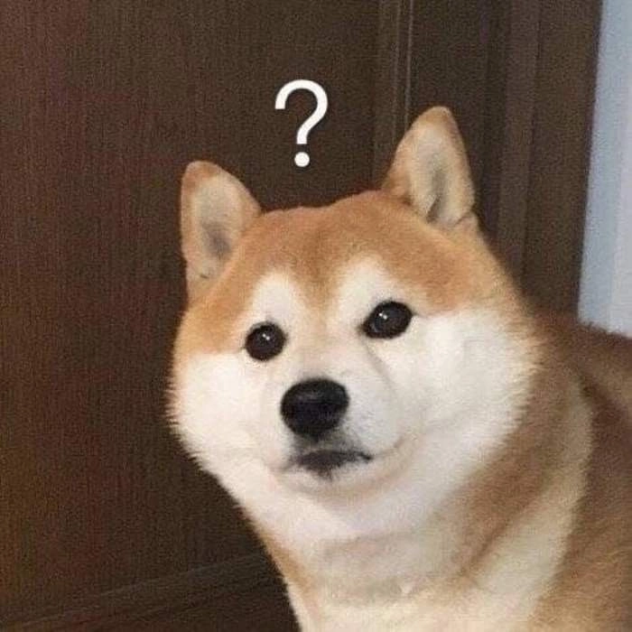 Ảnh hài chó meme cực hot trên mạng xã hội