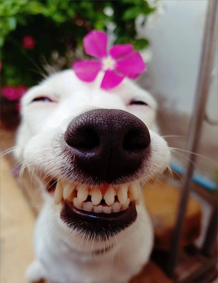 Ảnh hài về chó siêu ngầu lầy lội