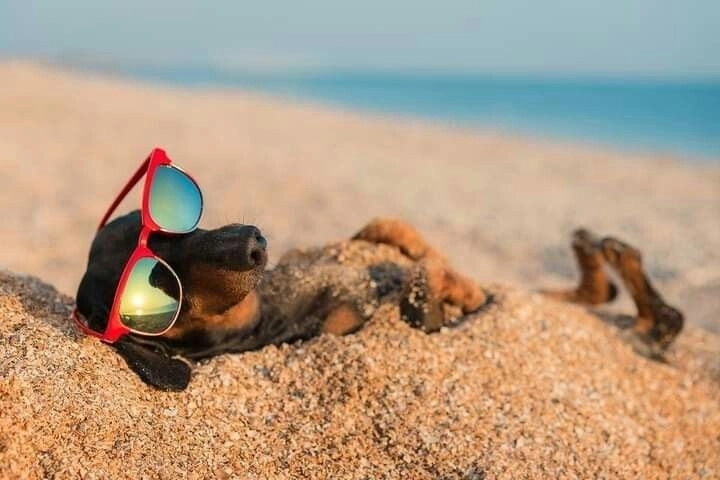 Ảnh bựa chó mèo hài hước gây sốt