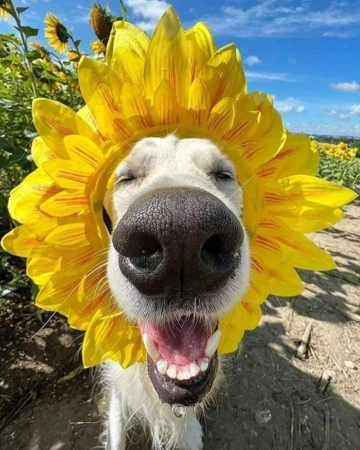 Ảnh chó chế meme hài ngộ nghĩnh