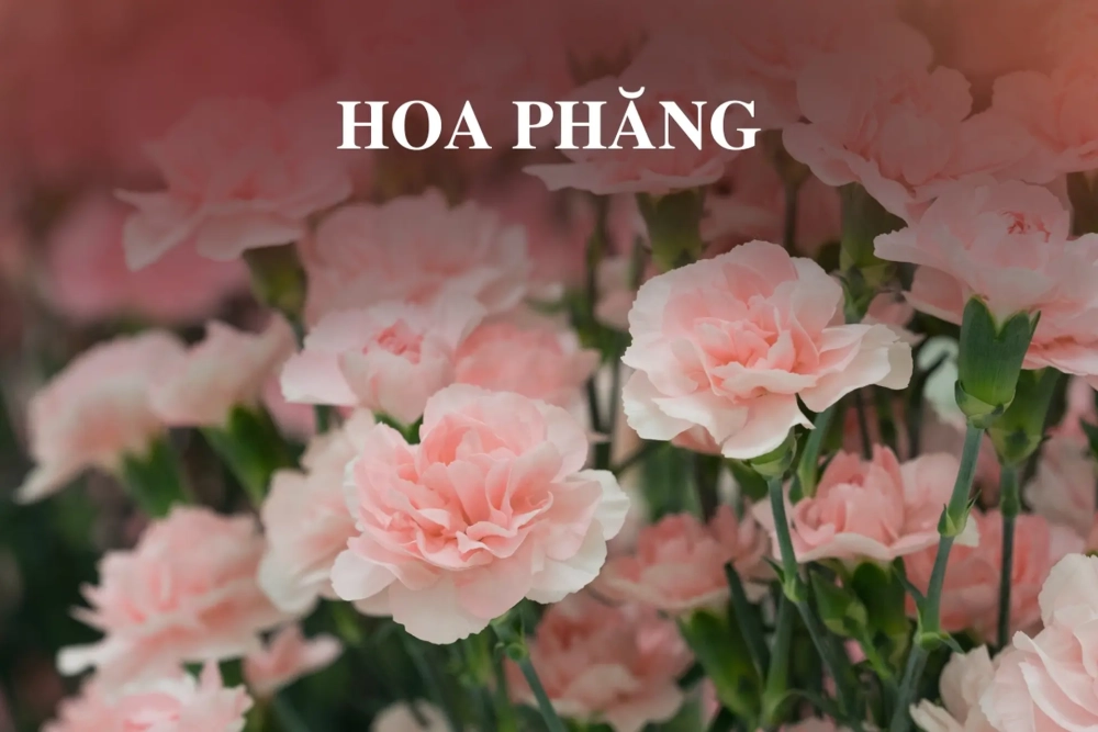 Vẻ đẹp mong manh của hoa phăng dịu dàng tỏa sáng
