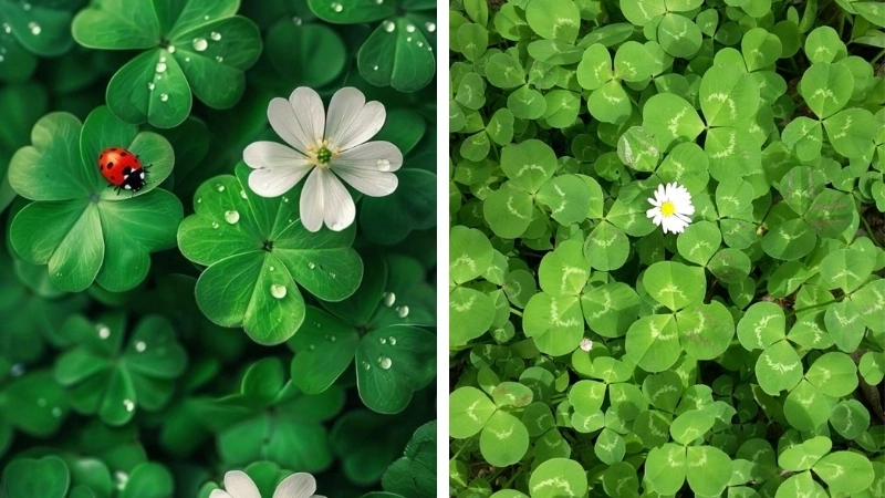 Ảnh chill màu xanh lá cây mang lại cảm giác nhẹ tênh