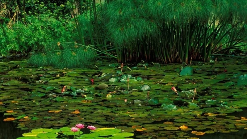 Ảnh màu xanh lá mang theo hơi thở mùa xuân rực rỡ