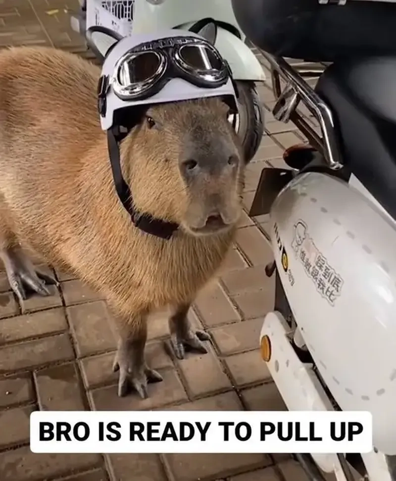 Capybara meme cute phong cách chill không đối thủ