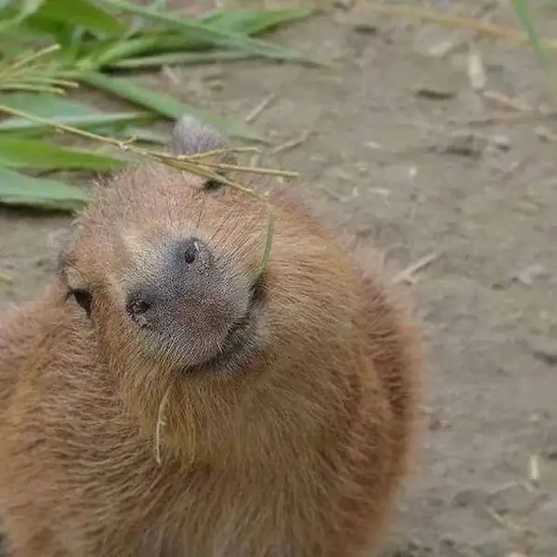 Bộ trưởng capybara meme quyền lực pha chút hài