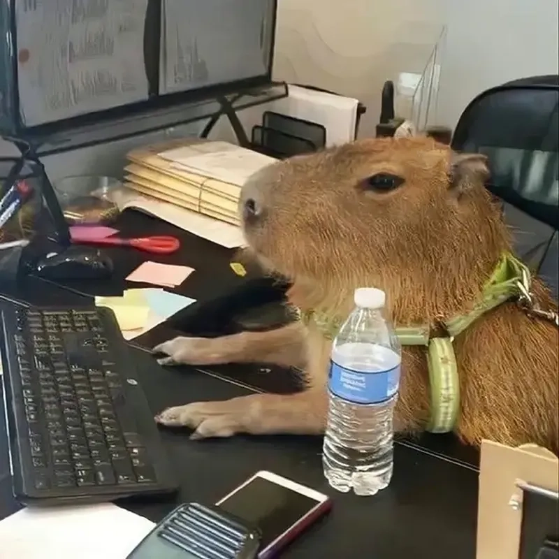 Capybara meme images dễ thương mọi góc nhìn độc đáo