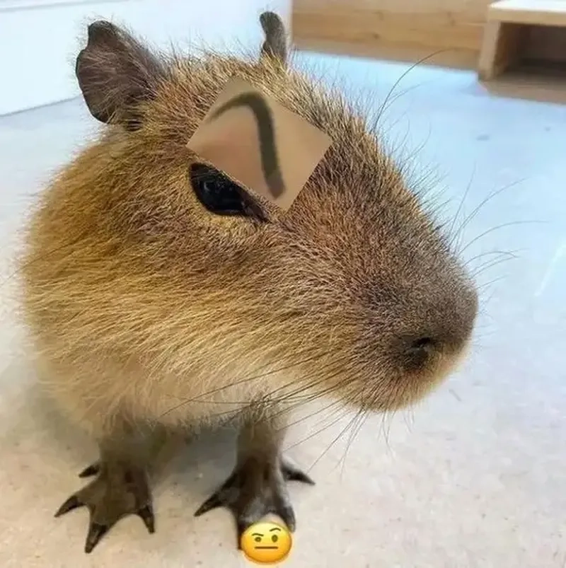 Capybara meme pinterest đa dạng phong cách dễ gây nghiện