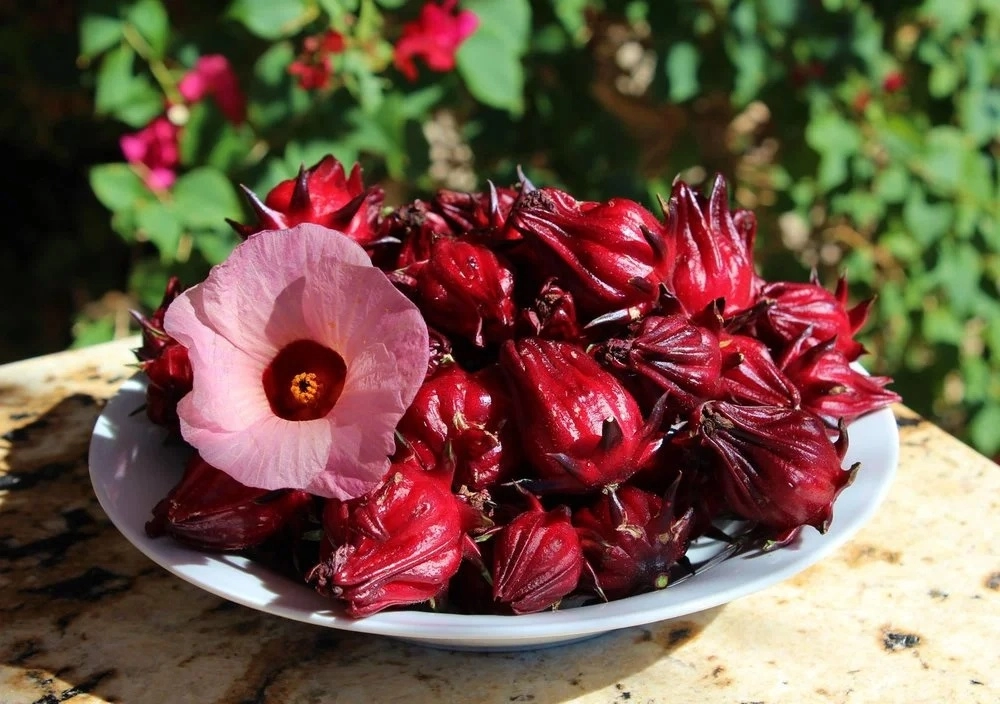 Sắc đỏ quyến rũ của hoa atiso đỏ nổi bật