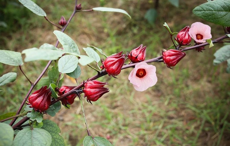 Quả atiso đỏ giúp giảm huyết áp và mỡ máu