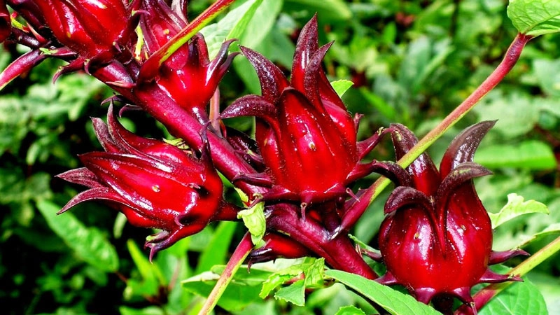 Hình ảnh hoa atiso nghệ thuật qua ống kính chuyên