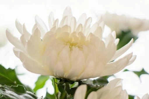 Hoa cúc trắng tượng trưng cho sự thuần khiết