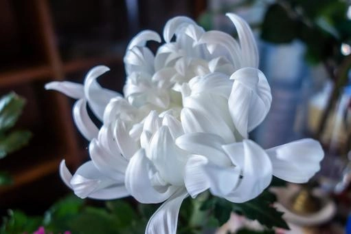 Ý nghĩa hoa cúc trắng là tiễn biệt dịu dàng