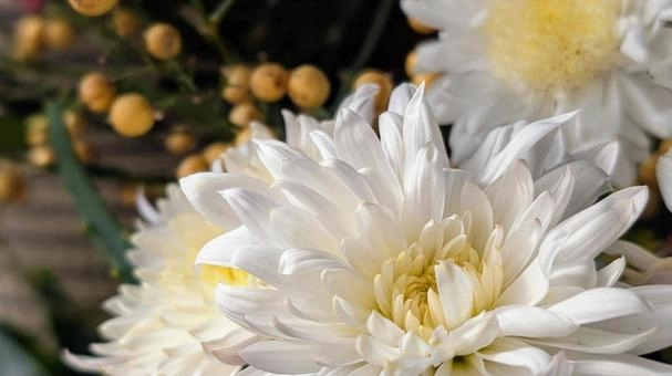 Hình ảnh hoa cúc trắng đám tang nhiều cảm xúc