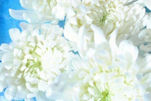 Hoa cúc trắng nền đen tượng trưng sự mất mát