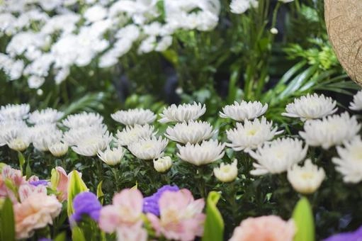 Hoa cúc trắng Lâm Đồng rực rỡ những sớm mờ sương