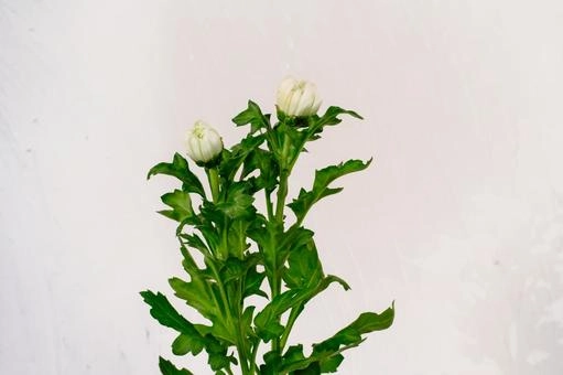 Hoa cúc trắng Đà Lạt được trồng nhiều ở triền đồi