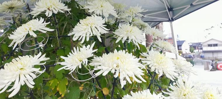 Hoa cúc trắng mini nhỏ xinh như niềm thương lặng