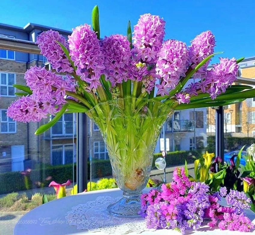 Hoa dạ lan hương nở dịu dàng giữa đêm yên