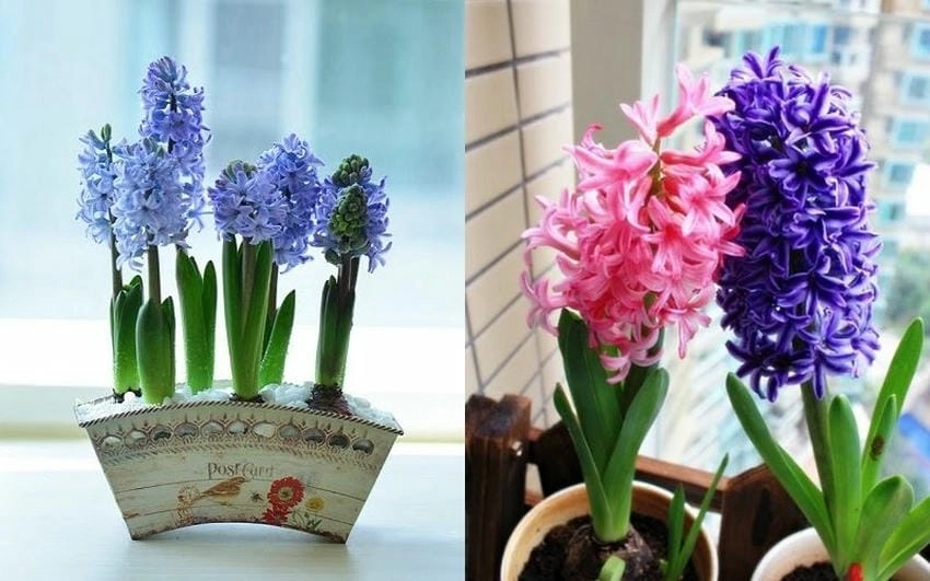 Dạ hương lan là tên gọi khác của loài hoa này