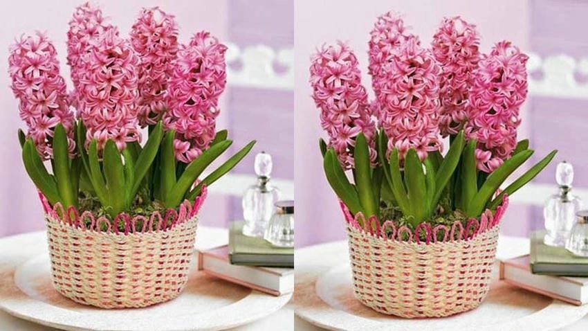 Bó hoa dạ lan hương mang vẻ đẹp tinh khôi