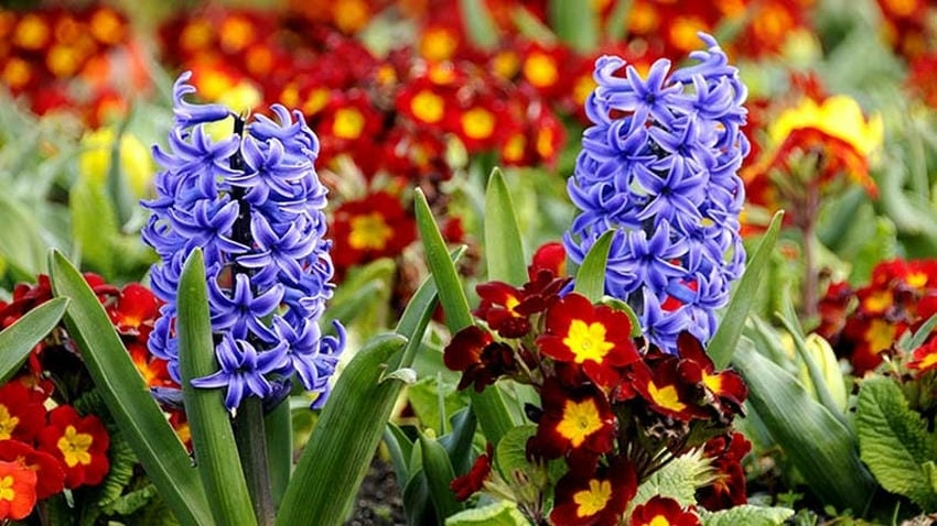 Hoa cưới dạ lan hương trắng hợp cô dâu dịu dàng
