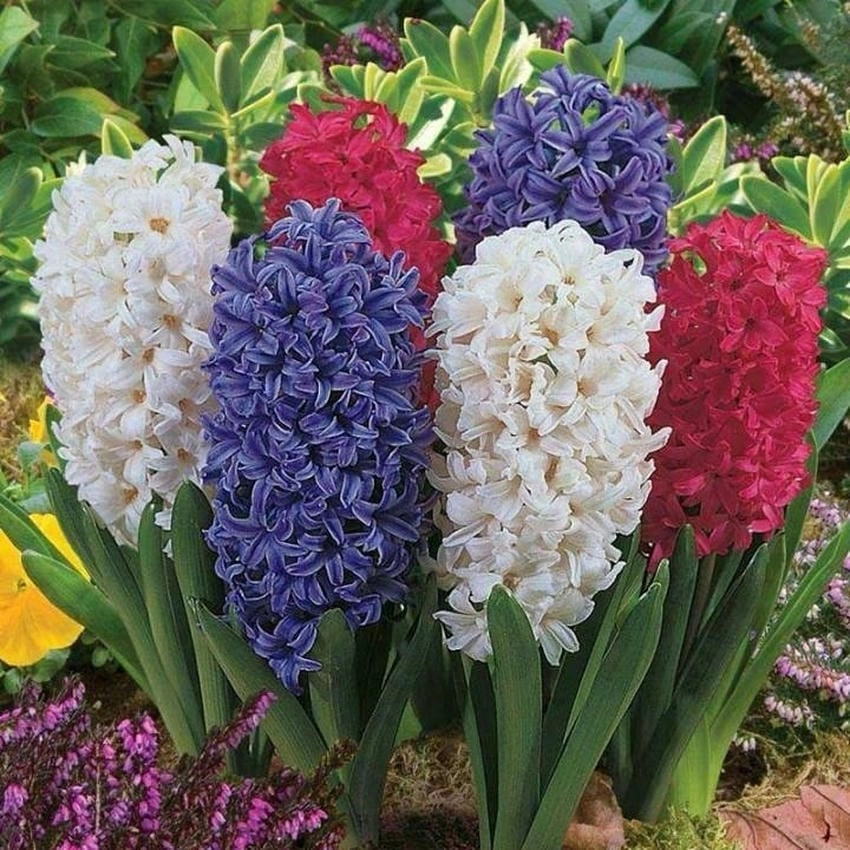 Hoa dạ lan hương có ý nghĩa gì, là lời yêu
