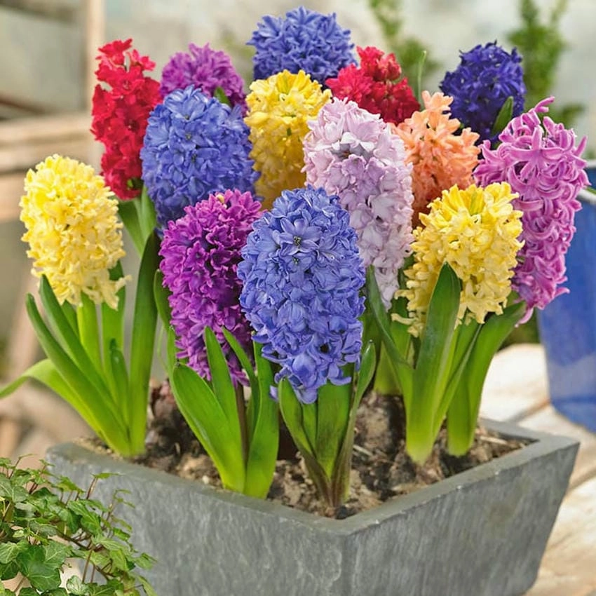 Cách trồng hoa dạ lan hương bằng củ rất tiện