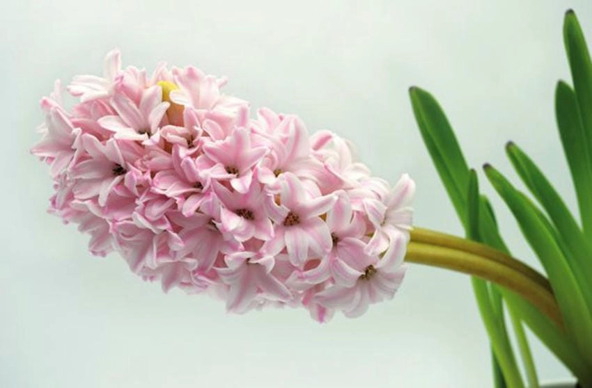 Hoa dạ lan hương cưới giúp không gian thêm lãng mạn