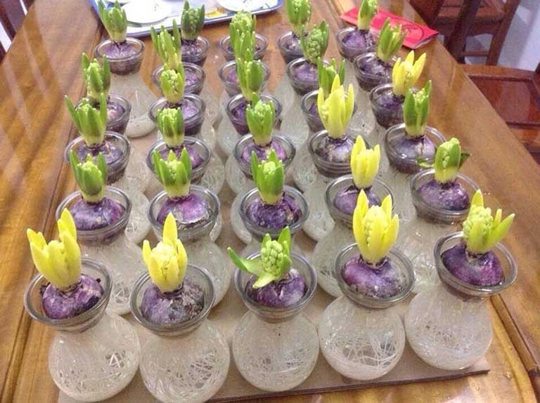 Hoa dạ lan hương để được bao lâu, từ 5 ngày