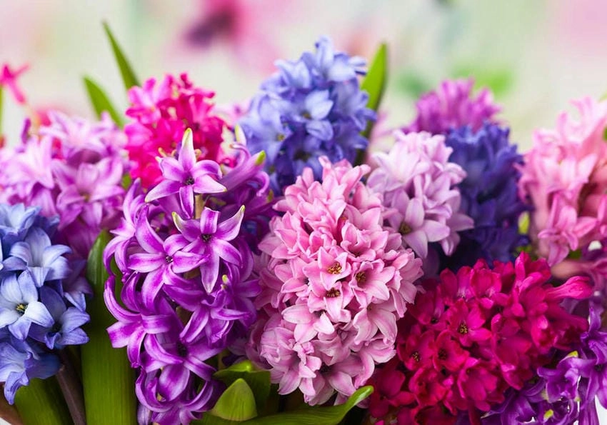 Đóa lan dạ hương nhỏ xinh trong tay thiếu nữ