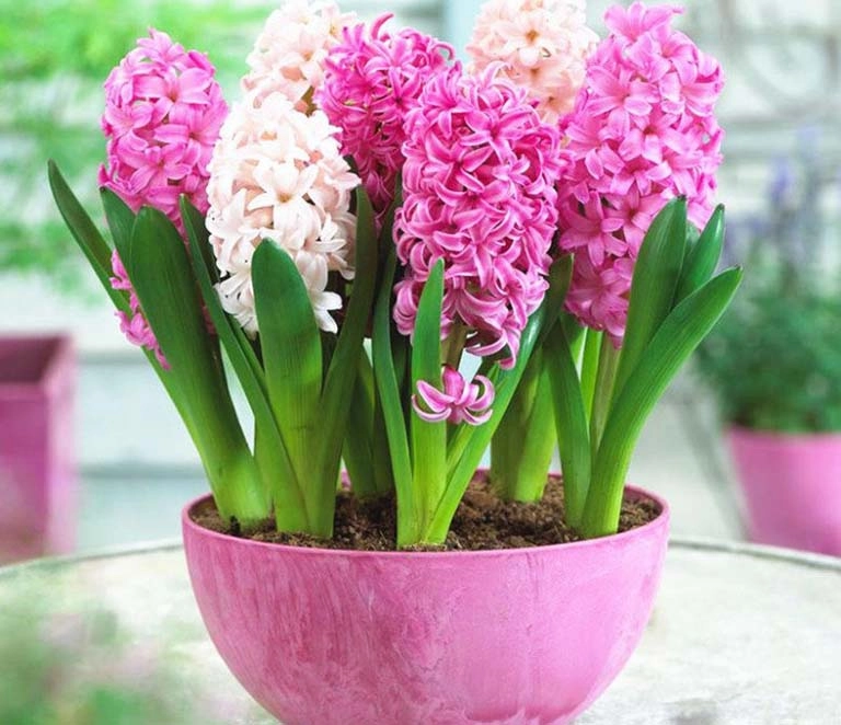Hoa dạ lan hương hoa cưới được ưa chuộng ở châu Âu