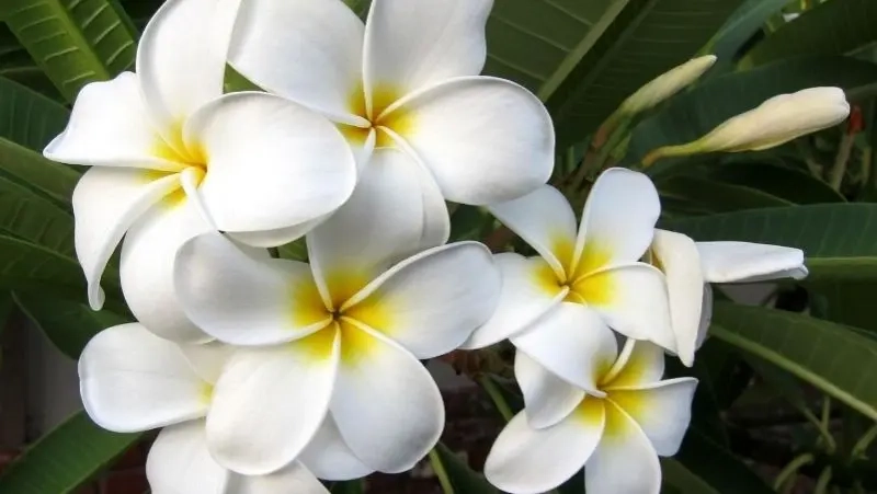 Cây hoa đại có dáng đẹp và hoa thơm lâu