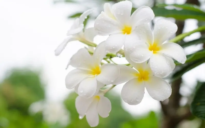 Cây hoa đại cát hợp trồng trước nhà mang may