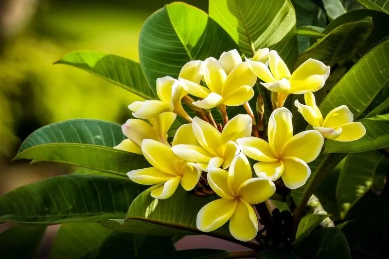Hoa đại ý nghĩa là sự bình an và thanh tịnh