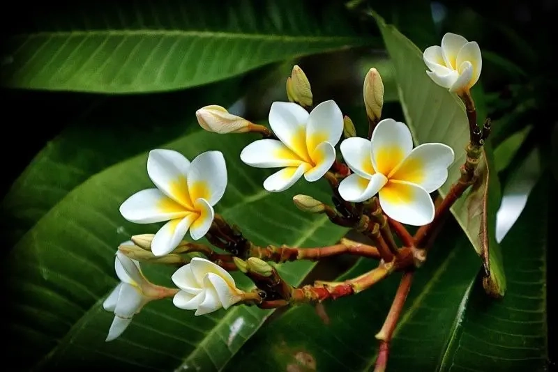 Cây hoa đại tỏa bóng mát và hương thơm cổ kính