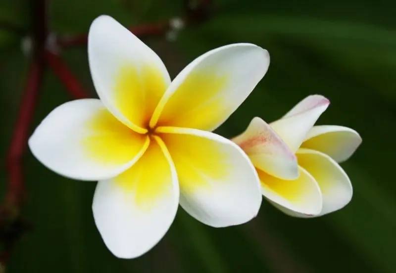 Hoa đại có mấy màu, chủ yếu trắng đỏ vàng