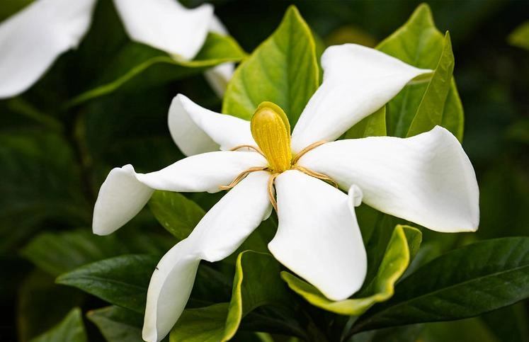 Hoa dành dành tiếng anh là cape jasmine bloom