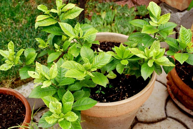 Đóa hoa dành dành này trao lời yêu tha thiết