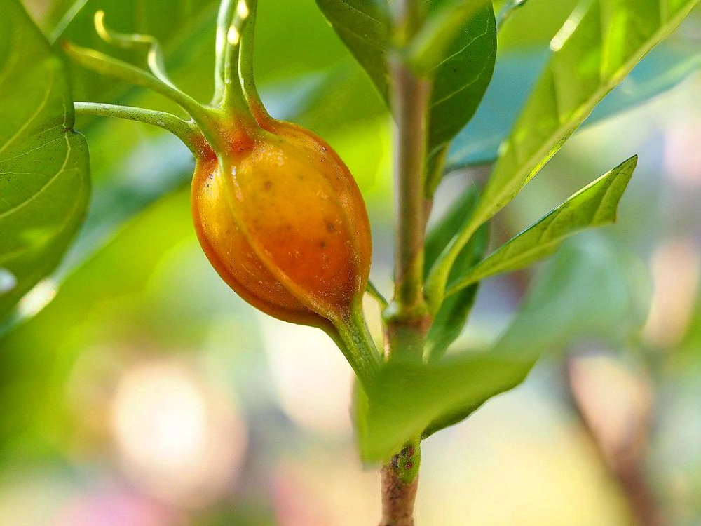 Bông hoa dành dành nở trắng trong sớm mai