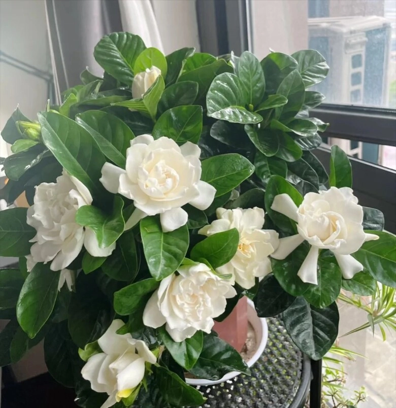 Hoa dành dành có thơm không, có hương dịu nhẹ